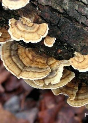 Міцелей грибів Траметес