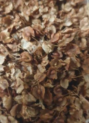 100 г щавель кислый семена (Свежий урожай) лат. Rúmex acetósa