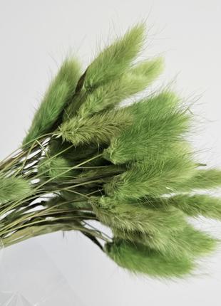 Сухоцвет лагурус (зайцехвост) зеленый 50шт