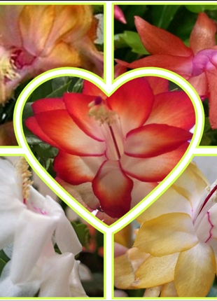 5 цветов шлюмбергера, рождественник укореняшки, зигокактус