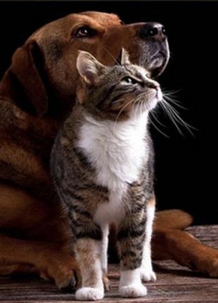 Алмазная мозаика "Дружба кошки с собакой" 30х40 см