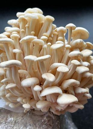 Міцелій грибів Енокі Фламуліна, Зимовий опеньок 1кг