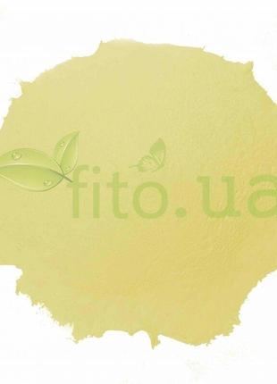 Пыльца Ликоподия, плаун 100 гр. (2023г) Код/Артикул 194 1-0961