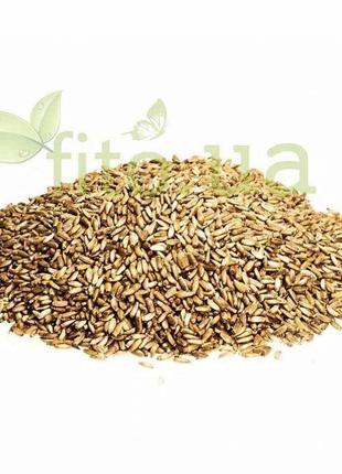 Расторопша семян 1 кг классного качества Код/Артикул 194 1-0321