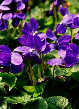 Саженцы Фиалка садовая фиолетовая