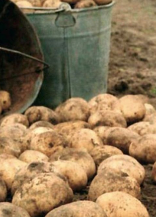 Садимо та копаємо картоплю безплатно
