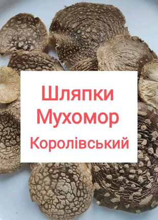 50 грам Мухомор Королівський мухомор королівський шляпки