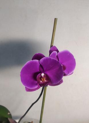 Фаленопсис орхидея фиолетовый подросток