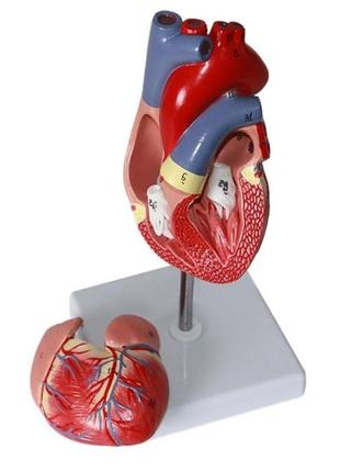 Модель сердца человека RESTEQ 1:1. Сердце анатомическая модель...