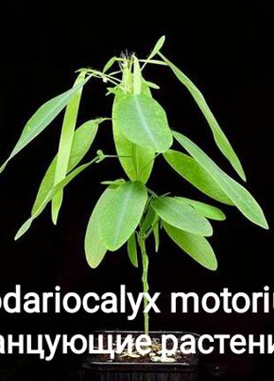 Семена десмодиум - танцующего растения
