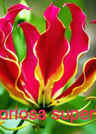 Насіння глориоса розкішна (королеви квітучих ліан)