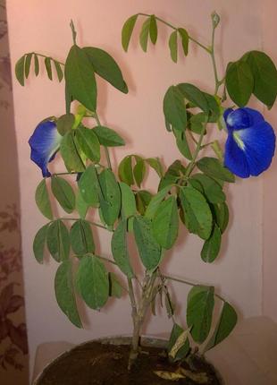 Семена клитории Clitoria ternatea, синий чай матча, домашние