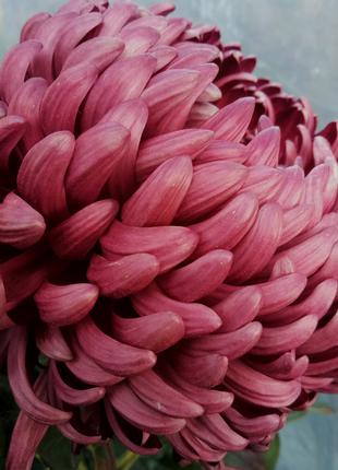 Хризантема крупноцветковая Biogoudi Purple - маточный корень