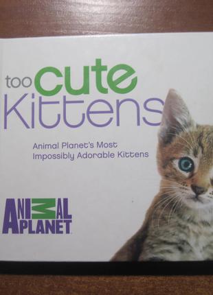 Too cute kittens. Animal Planet 2013 Такі милі кошенята. Фотоальб