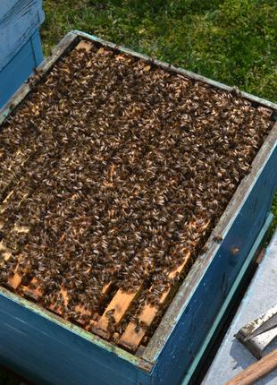 Бджолопакети карпатської породи з доставкою