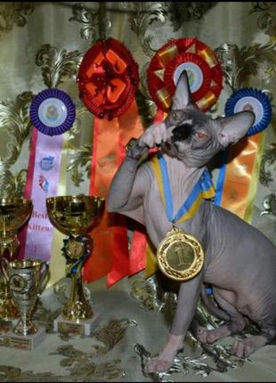 В'язка блакитноокого ИНТЕРЧЕМПИОНА канадського сфінкса з рідкісни