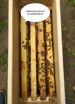 Бджолопакети бджоли