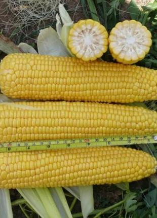 Кукурудза Карамелло популярна цукрова кукурудза на ринку гібрид