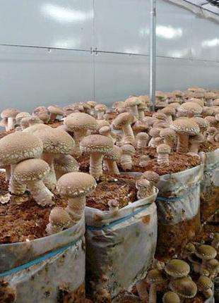 Продам гриби шиітаке, натяк, рейши
