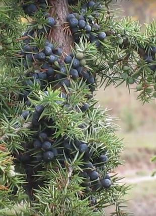 Саженцы можжевельник съедобный, Juniperus, верес обыкновенный.
