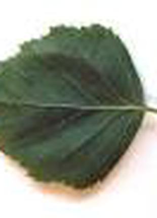 Берёза Betula  лист, серёжки сухой.