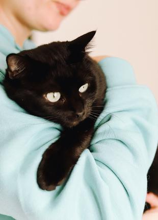 Ава — юна кішка в добрі руки, привита та стерилізована