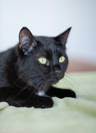 Мартин - черный кот в добрые руки