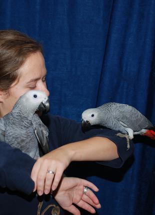 Попугай Жако - кашник (выкормыш) из официального питомника