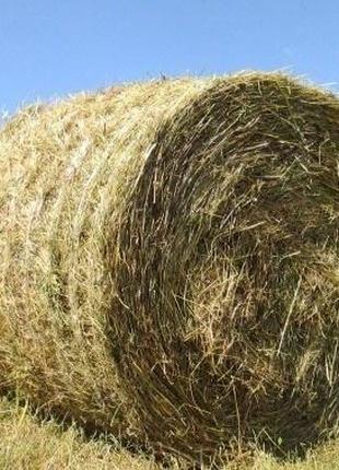Сіно люцерни в рулонах