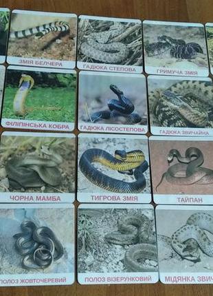 Карточки домана змії