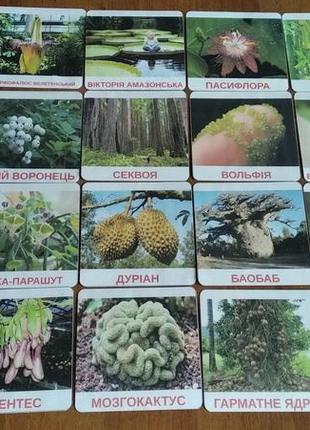 Карточки добавлены необычные растения