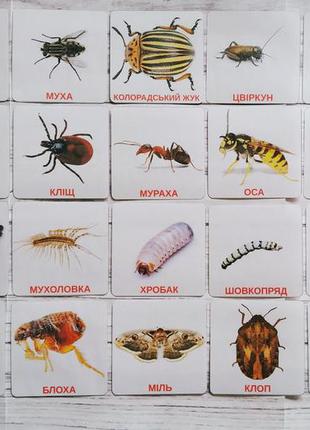Картки домана комахи