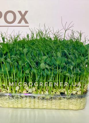 Мікрозелень ГОРОШОК, мікрогрін ГОРОХ, microgreen