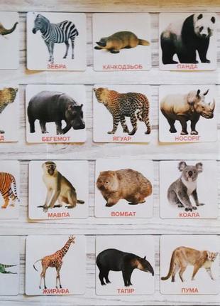 Карточки добавлены животные африки и австралии