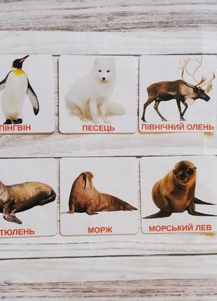 Карточки добавлены животные арктики