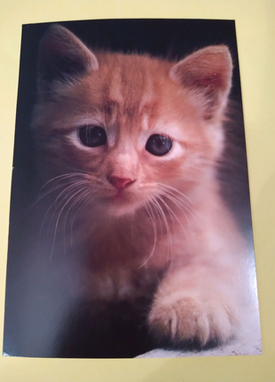 Листівка-фото з конвертом-кошеня, HALLMARK,США.